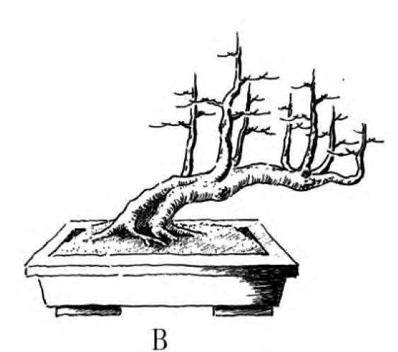 图解 一本丛林型盆景的3个创作形式