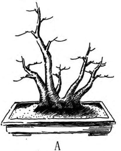 图解 一本丛林型盆景的3个创作形式
