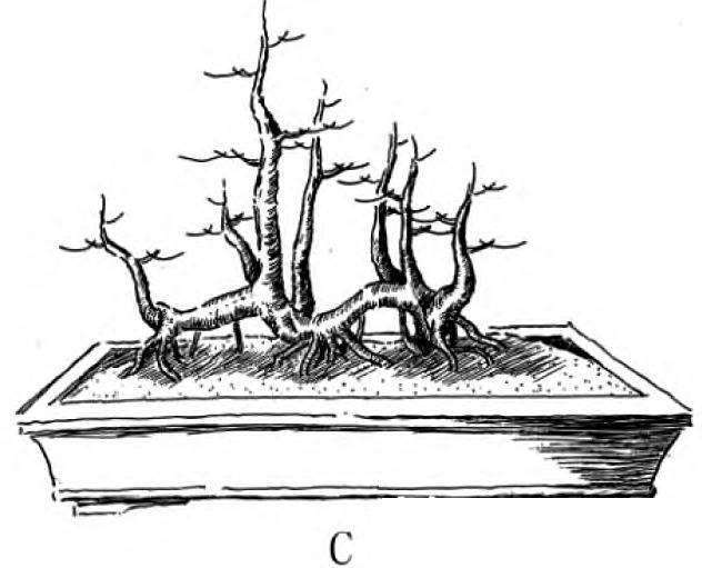 图解 一本丛林型盆景的3个创作形式