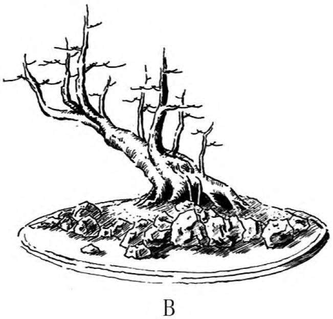 图解 一本丛林型盆景的3个创作形式