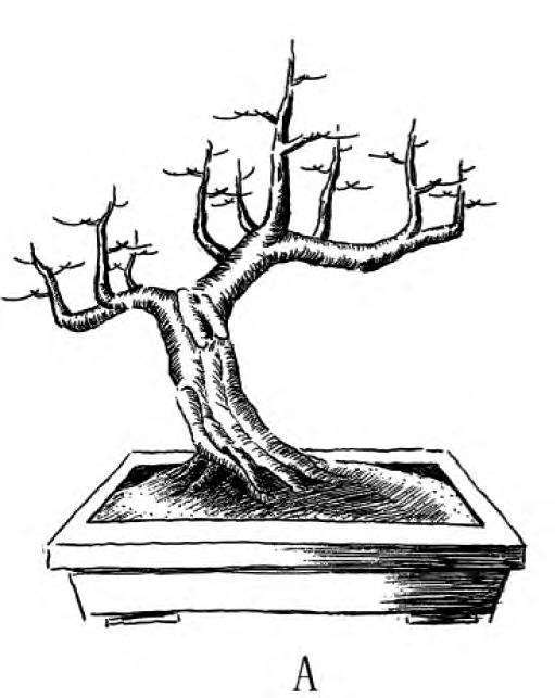 图解 一本丛林型盆景的3个创作形式