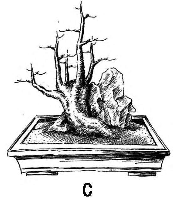 图解 一本丛林型盆景的3个创作形式