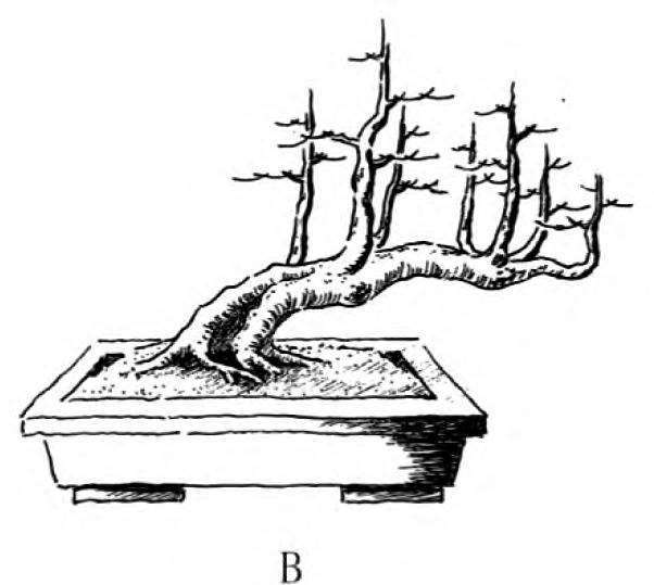 图解 一本丛林型盆景的3个创作形式