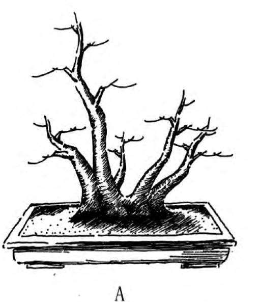 图解 一本丛林型盆景的3个创作形式