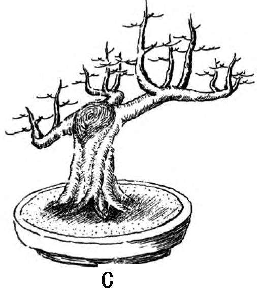 图解 一本丛林型盆景的3个创作形式