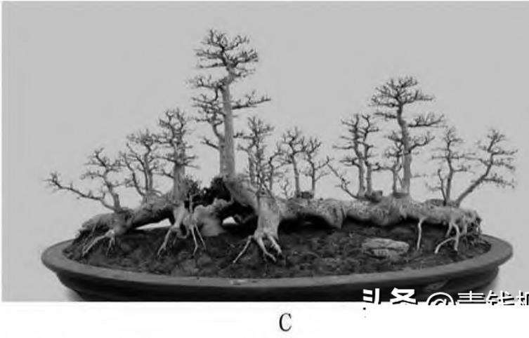 图解 一本丛林型盆景怎么创作的5个要点