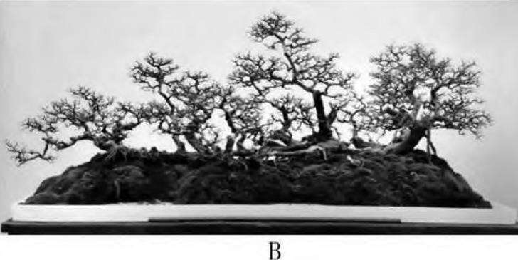 图解 一本丛林型盆景怎么创作的5个要点
