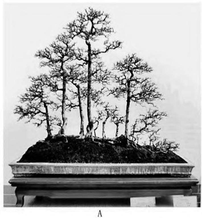 图解 一本丛林型盆景怎么创作的5个要点