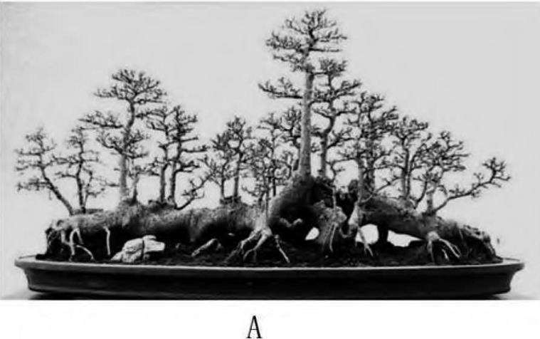 图解 一本丛林型盆景怎么创作的5个要点