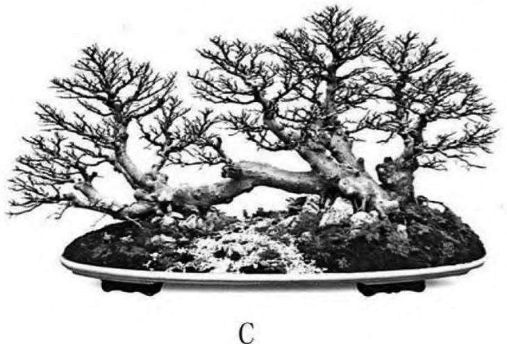 图解 一本丛林型盆景怎么创作的5个要点