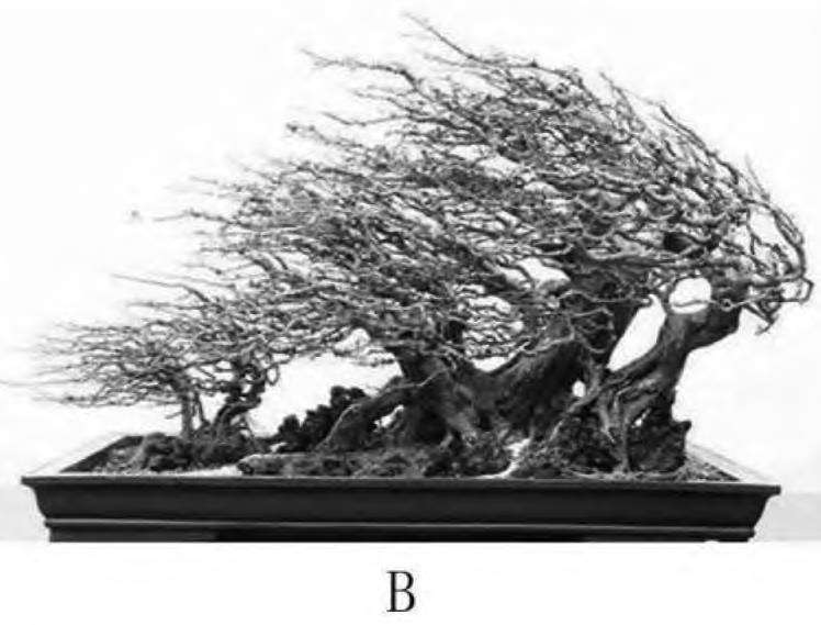 图解 一本丛林型盆景怎么创作的5个要点