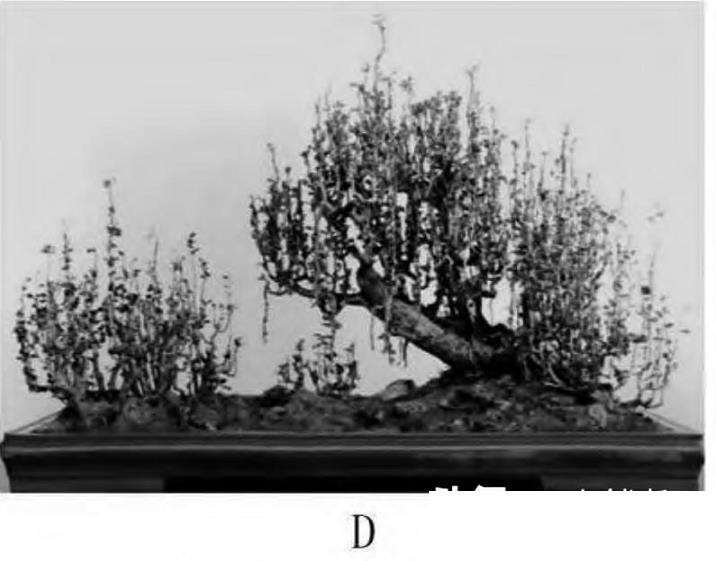 图解 一本丛林型盆景怎么创作的5个要点