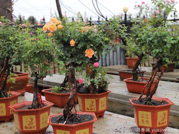 月季盆景怎么上盆施肥的3个方法