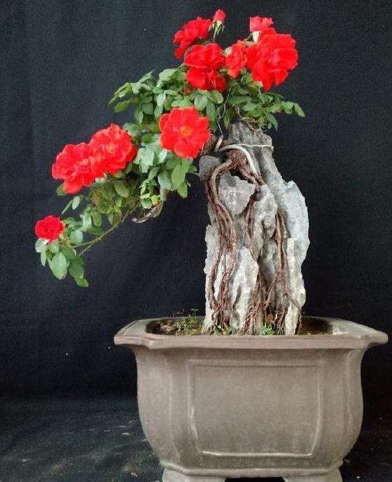 月季盆景怎么修剪控型的3个步骤