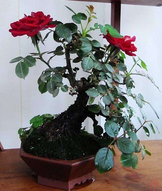 月季盆景怎么病虫害防治的3个方法