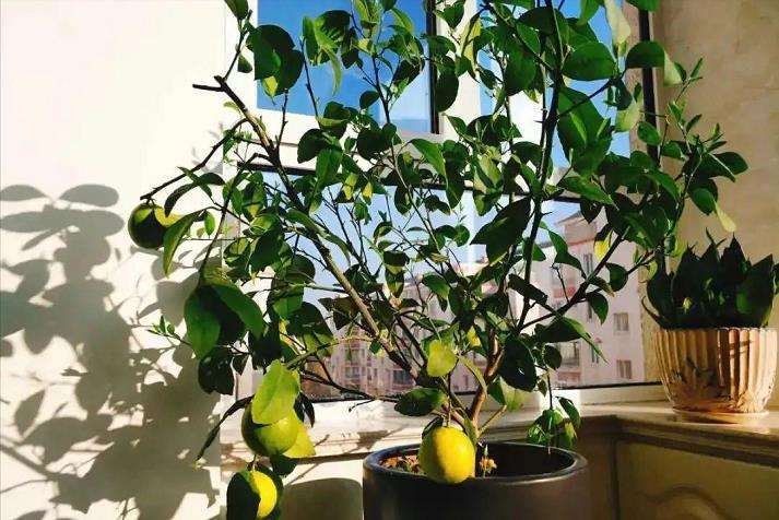 柠檬盆景怎么造型修剪的4个步骤
