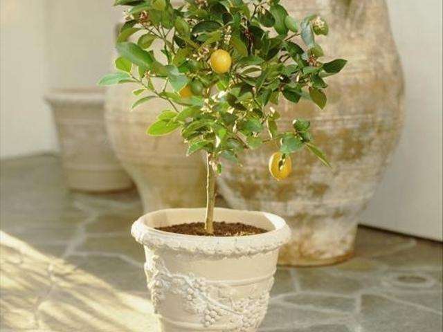 柠檬盆景怎么树种选择和修剪定形的4个方法