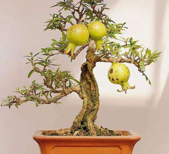 石榴盆景怎么整形修剪的3个步骤