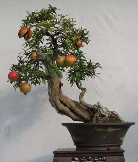 石榴盆景怎么浇水施肥的3个方法