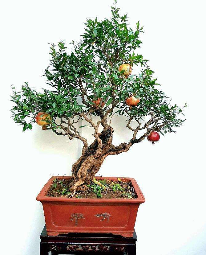 石榴盆景怎么花果管理的2个方法