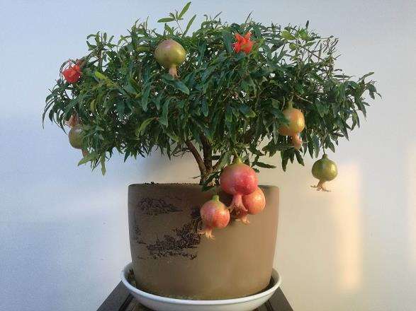 石榴盆景怎么病虫害管理的3个方法