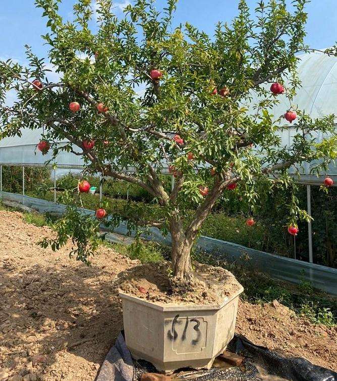 石榴盆景怎么冬季防寒的2个方法