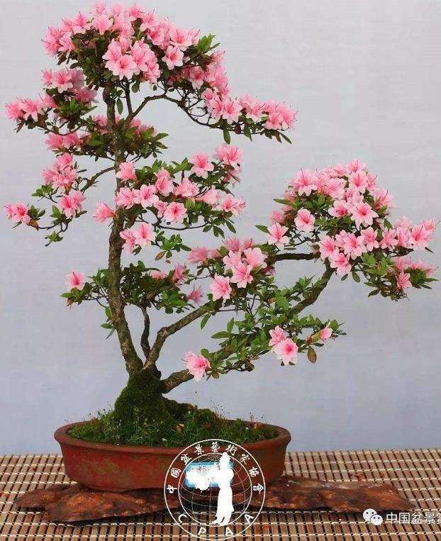 春鹃盆景有哪3个品种特性
