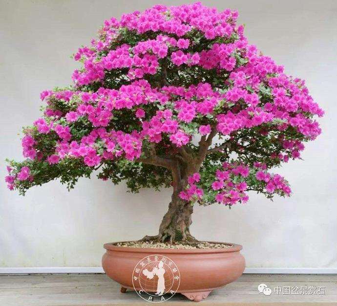 杜鹃盆景怎么造型制作的10个要点