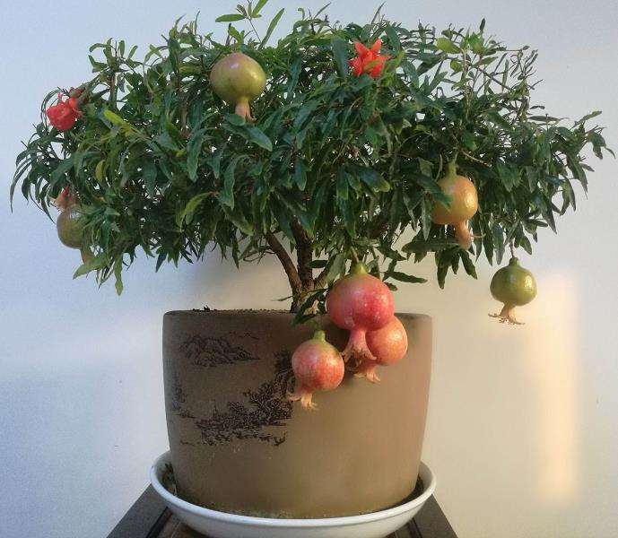 石榴盆景怎么冬季养护的3个方法