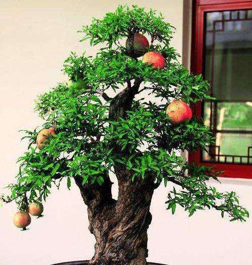 石榴盆景怎么病虫害防治的3个方法