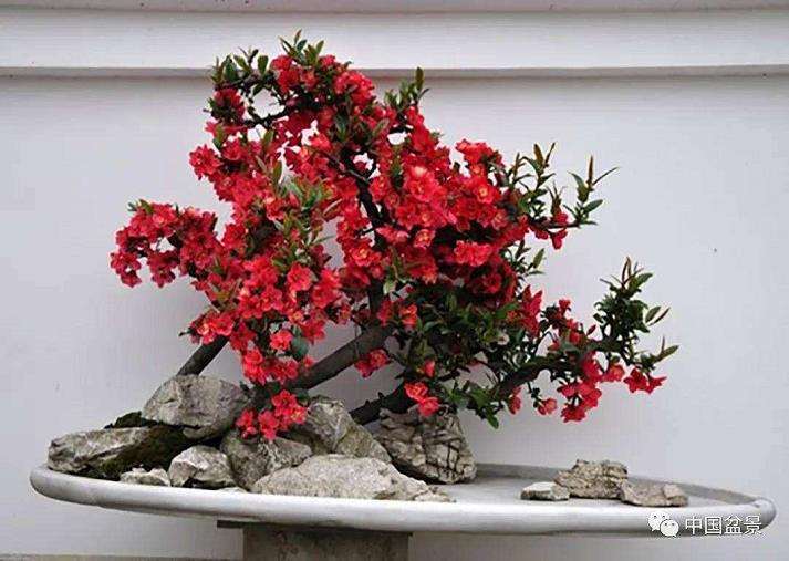 日本海棠盆景制的素材来源有哪些