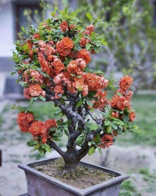 日本海棠盆景怎么造型的6个方法