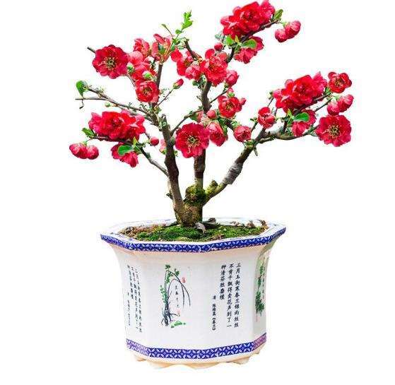 日本海棠盆景怎么冬季越冬的3个方法