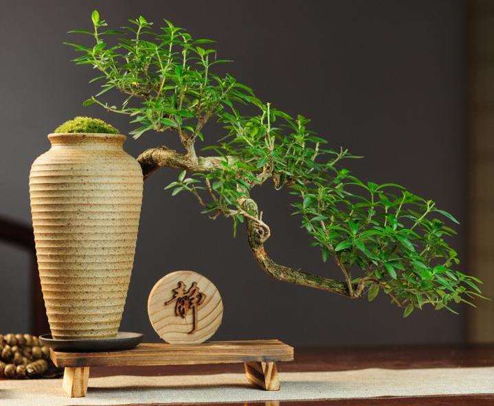 树桩盆景树干怎么追求古朴苍老的方法