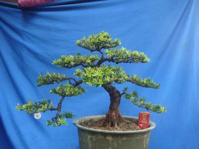 树桩盆景枝片造型怎么比例的5个步骤