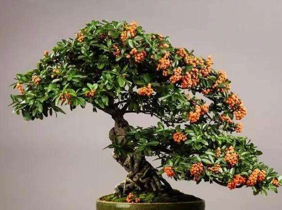 树桩盆景怎么造型的基本功是什么