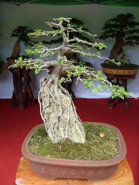 树桩盆景怎么处理主枝与次枝的3个关系