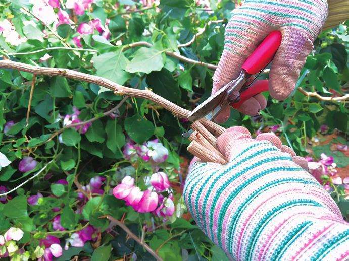 图解 三角梅盆景怎么扦插育苗的3个方法