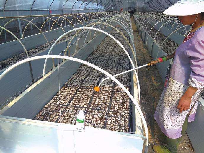 图解 三角梅盆景怎么扦插育苗的3个方法