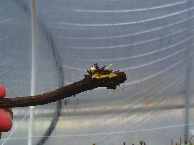 图解 三角梅盆景怎么扦插育苗的3个方法