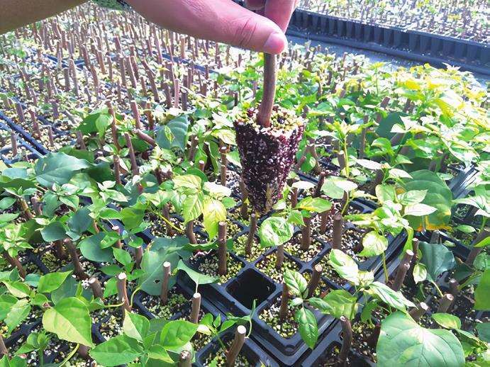 图解 三角梅盆景怎么扦插育苗的3个方法