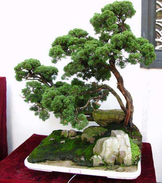 树桩盆景具有典型特点的枝有12种