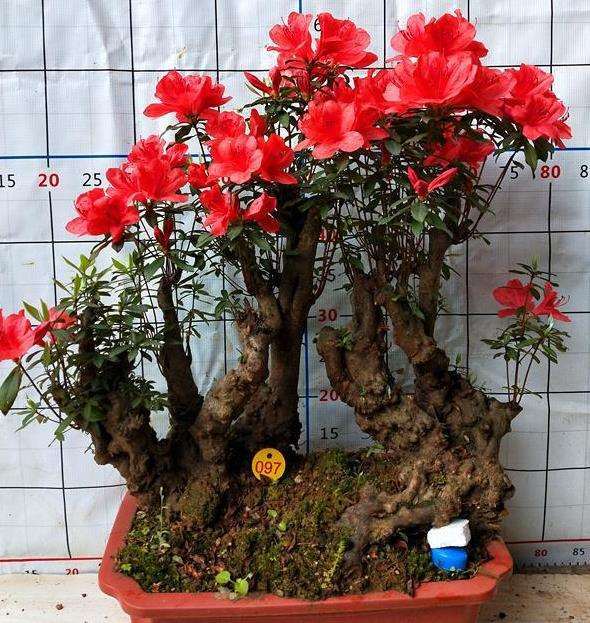 树桩盆景怎样在树干上育新枝的4个方法