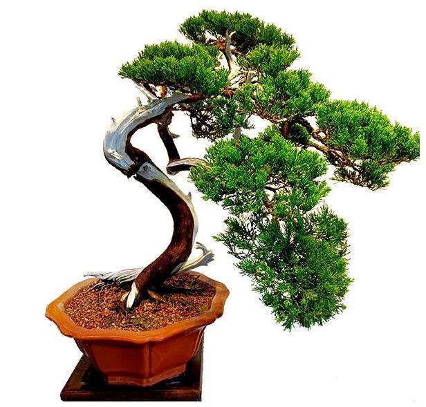 树桩盆景枝的作用与5个培育技术