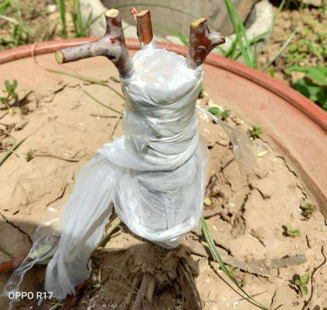 枣树盆景矮化怎么整形修剪的6个方法