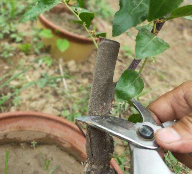 枣树盆景矮化怎么整形修剪的6个方法