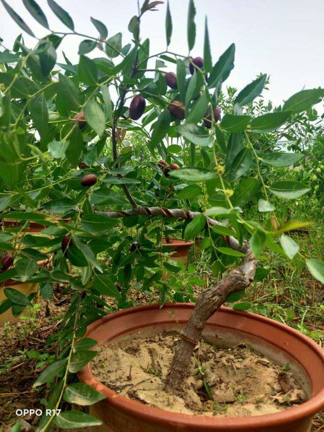 枣树盆景怎么蟠扎制作上的4个注意事项