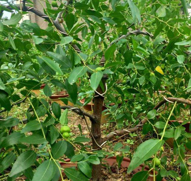 枣树盆景怎么蟠扎制作上的4个注意事项