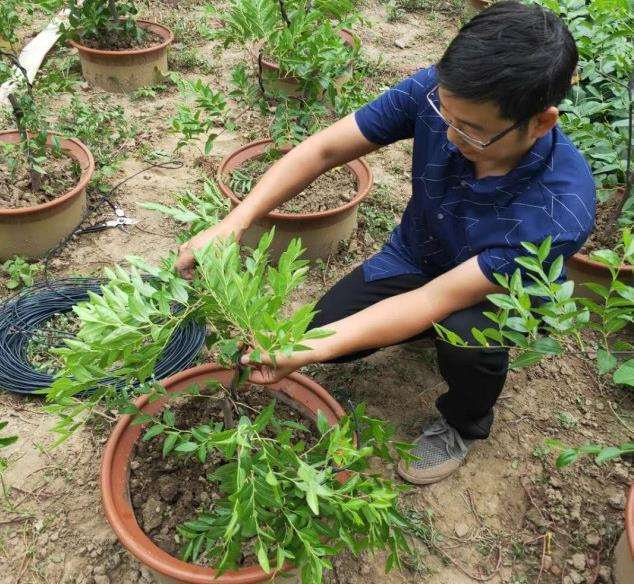 枣树盆景怎么蟠扎制作上的4个注意事项