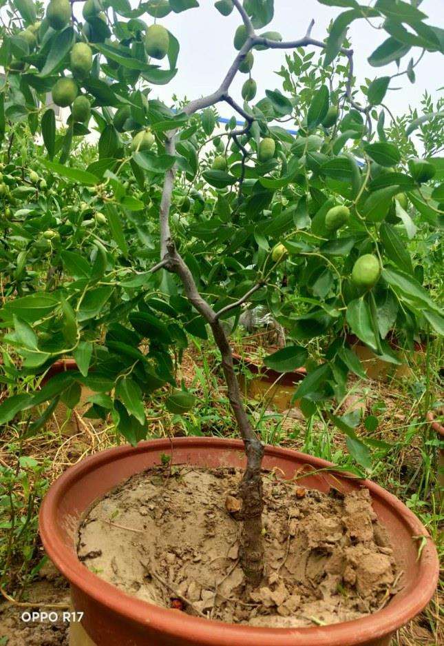 枣树盆景怎么蟠扎制作上的4个注意事项